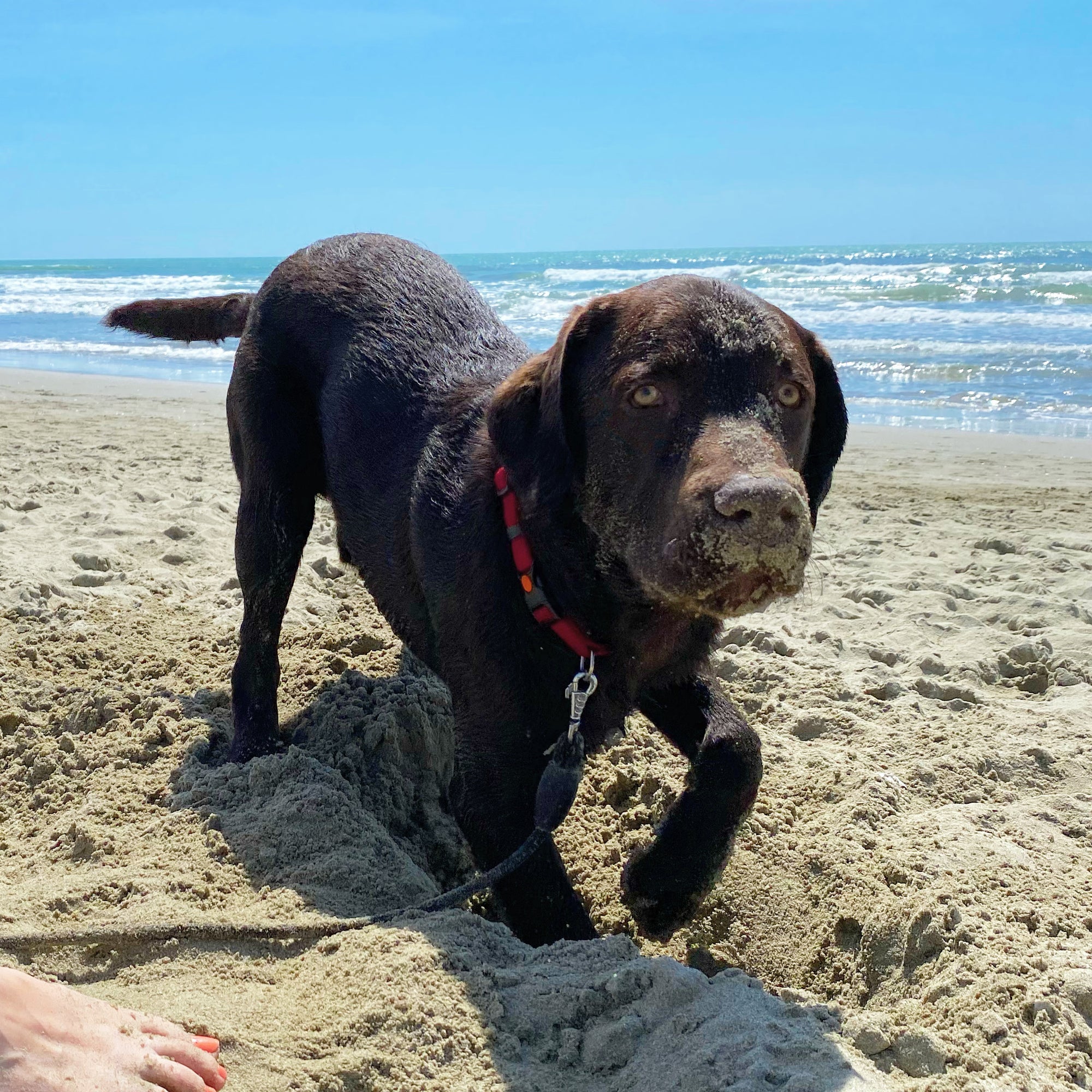 il cane di uno dei fondatori di Fitnexfly Leon che scava nella sabbia al mare